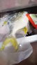 1號會(huì )員店（One's Member）甄選海南二去金鯧魚(yú)去鰓去內臟生鮮魚(yú)類(lèi) 海鮮水產(chǎn) 700g/2條裝 曬單實(shí)拍圖