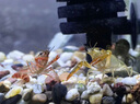 YEE鰲蝦飼料龍蝦天空藍魔淡水觀(guān)賞養殖蝦蟹高鈣蛋白噴膨化顆粒專(zhuān)用糧 鰲蝦飼料 115g 1桶 緩沉型 曬單實(shí)拍圖