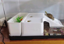 闊庭烏龜缸生態(tài)缸寵物飼養箱透明爬寵專(zhuān)用黑色款 曬單實(shí)拍圖