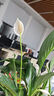 白掌一帆風順盆栽植物室內花卉綠植水養(yǎng)四季開花新手好養(yǎng)活 白掌1盆（繁星盆） 曬單實拍圖