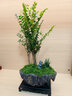想開(kāi)小葉紫檀盆景樹(shù)樁植物老樁盆栽客廳桌面室內(nèi)綠植好養(yǎng)樹(shù)苗四季常青 叢林紫檀+靜字盆【整套種好發(fā)貨】 帶盆栽好 曬單實(shí)拍圖