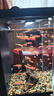 米家智能桌面魚缸小米生態(tài)魚缸小型智能專業(yè)背濾一體缸自循環(huán) 曬單實(shí)拍圖