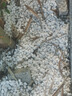 萌肉居白石頭鋪面花園造景鵝卵石景觀(guān)石天然白石子約1-2cm/45斤整包 曬單實(shí)拍圖