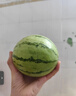 現(xiàn)摘現(xiàn)發(fā)2k西瓜當(dāng)季手剝薄皮小糖丸西瓜新鮮水果冰糖子小西瓜 2-3斤（精品果） 曬單實(shí)拍圖