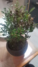 八芽 小葉赤楠盆景擺件室內綠植花卉盆栽老樁客廳辦公室桌面好養(yǎng)植物 （【熱銷款】舍得紫砂盆赤楠+苔蘚+底座） 曬單實拍圖