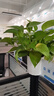 雙盟綠蘿盆栽除甲醛花卉綠植辦公室新房?jì)艋諝?10豎紋盆8盆源頭直發(fā) 曬單實(shí)拍圖