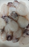 格雷緣墨魚(yú)仔 新鮮免處理冷凍小墨魚(yú)無(wú)冰鮮活冷凍烏賊小魷魚(yú)撈汁小海鮮 墨魚(yú)仔 10斤(凈重)  20-30只/斤 曬單實(shí)拍圖