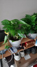 雙盟綠蘿盆栽除甲醛花卉綠植辦公室新房?jì)艋諝?80早安盆4盆源頭直發(fā) 曬單實(shí)拍圖