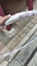 成人呼啦圈3-5斤家用男女健身收腹瘦腰瘦肚子減肥神器燃脂呼啦圈 加厚4斤/紫白/健身減肥 曬單實(shí)拍圖