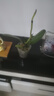 蝴蝶蘭盆栽帶花劍四季開(kāi)花客廳室內蘭花大苗桌面無(wú)花苞花好養易活 【主圖款】---【包開(kāi)花】送營(yíng)養液2包 帶2支花劍 曬單實(shí)拍圖