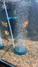 創(chuàng)寧魚(yú)缸加熱棒自動(dòng)恒溫變頻 烏龜?shù)退恍⌒兔阅惴缆╇娭悄芗訙仄?外置顯示調(diào)節(jié)【200W】推薦：50-100L水用 曬單實(shí)拍圖