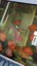 魚(yú)缸凈水劑一滴清消毒殺菌養魚(yú)水質(zhì)清澈劑免換水去綠水黃水渾水用 500ml 1瓶 曬單實(shí)拍圖