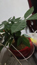 發(fā)財樹(shù)盆栽大植物室內辦公室桌面客廳小盆景招財樹(shù)苗綠植花卉盆栽 三桿發(fā)財樹(shù) 5-8cm【隨機紫砂盆】 【送肥料】 曬單實(shí)拍圖