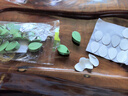 綠園匠綠蘿爬墻固定神器綠植藤曼植物免釘貼墻自粘式掛鉤攀爬夾子24個 曬單實(shí)拍圖
