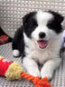 邊牧幼犬純種邊牧隕石邊牧雙血統(tǒng)黑白邊牧邊境牧羊犬金邊牧活體狗 寵物級 隕石邊牧 公 曬單實(shí)拍圖