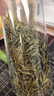 陳一凡  綠茶 雀舌 濃香型250g 春茶2025年新茶茶葉春茶貴州雀舌茶 曬單實(shí)拍圖