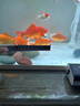 森森（SUNSUN）自動(dòng)喂食器魚(yú)缸智能喂魚(yú)器烏龜自動(dòng)投食器水族箱金魚(yú)定時(shí)投喂 普通款喂食器帶漏斗（雙食盒） 自動(dòng)定時(shí)喂食器+2節電池 曬單實(shí)拍圖