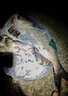 海迪大力馬子線(xiàn)雙鉤成品pe線(xiàn)綁好魚(yú)鉤套裝全套金袖伊勢(shì)尼新關(guān)東釣魚(yú)鉤 金袖有刺【鉤3/4+線(xiàn)0.2/0.3】 各20付 曬單實(shí)拍圖