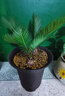 春羽盆栽植物水培如意皇后觀(guān)葉綠植鴨腳木金鉆盆栽竹柏小紅掌 小鐵樹(shù)1株 曬單實(shí)拍圖