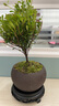 八芽 小葉赤楠盆景擺件室內(nèi)綠植花卉盆栽老樁客廳辦公室桌面好養(yǎng)植物 （【熱銷款】舍得紫砂盆赤楠+苔蘚+底座） 曬單實(shí)拍圖