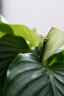 索尼（SONY）E 50mm F1.8 OSS APS-C畫幅定焦鏡頭 SEL50F18 黑色 曬單實(shí)拍圖