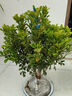 香水米蘭花盆栽室內四季開(kāi)花濃香好養老樁盆景綠植花卉植物 米蘭花大苗（不含盆） 曬單實(shí)拍圖