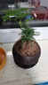文竹盆栽綠植花卉盆景植物室內客廳水培文松云竹文竹大苗四季常青 文竹【1顆】原盆原土球發(fā)貨 高度15-25cm 曬單實(shí)拍圖