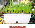 壽禾 四季紅蔥頭小蔥種子火蔥頭四川干皮秋冬季蔬菜萊疏菜陽(yáng)臺種種籽 紅蔥頭 1斤+50g有機肥 曬單實(shí)拍圖
