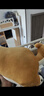 名創(chuàng)優(yōu)品（MINISO）柴犬系列毛絨公仔趴姿玩具娃娃抱枕睡覺室內臥室辦公室生日禮物 曬單實拍圖
