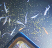 吉品鴻魚(yú)飼料豐年蝦卵脫殼幼魚(yú)苗開(kāi)口魚(yú)糧小型燈科魚(yú)斗魚(yú)通用魚(yú)食100克 曬單實(shí)拍圖