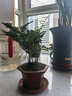 素蜜唐山云竹正宗唐山矮生文竹辦公室內好養綠色盆栽桌面凈化空氣盆景 六方宮燈凹面紅泥紫砂盆唐山云 帶盆栽好 曬單實(shí)拍圖