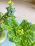 水培蔬菜營(yíng)養液陽(yáng)臺室內綠葉無(wú)土栽培肥料地瓜生菜空心菜番薯草莓 水培蔬菜營(yíng)養液 300ml 1瓶 曬單實(shí)拍圖