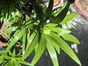 香水百合種球四季開(kāi)花盆栽帶花苞進(jìn)口重瓣百合花球種子花苗鮮花卉 香水百合混色10球不含盆土 曬單實(shí)拍圖