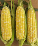 滇味十足（DIANWEISHIZU）水果玉米 云南金銀雙色鮮玉米 甜玉米玉米棒水果蔬菜金銀玉米 凈重5斤【約5-9根】 曬單實(shí)拍圖