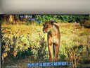 TCL雷鳥(niǎo)電視 55雀4 55英寸 144Hz高刷 2+32GB 護眼模式 自定義遙控器 家電國家補貼電視55F270C-JN 曬單實(shí)拍圖