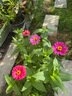 百日草種子重瓣花種子矮桿混色百日菊易活庭院花壇觀(guān)賞步步高花籽 矮桿百日草種子混色 半斤價(jià) 曬單實(shí)拍圖