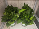 雙盟綠蘿盆栽除甲醛花卉綠植辦公室新房凈化空氣180加侖4盆裝源頭直發(fā) 曬單實(shí)拍圖
