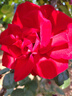 紅玫瑰（Hongmeigui） 除菌餐具洗潔精6kg升級配方快速去油易清洗大桶火鍋油餐洗 除菌洗潔精 曬單實(shí)拍圖