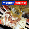 梭子蟹鮮活特大野生舟山大螃蟹海鮮新鮮冷凍海蟹水產(chǎn)飛蟹白蟹 【嘗鮮款】3-5兩/只 凈重3斤 曬單實(shí)拍圖