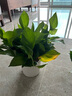 雙盟綠蘿盆栽除甲醛花卉綠植辦公室新房?jī)艋諝?80白豎紋4盆源頭直發(fā) 曬單實(shí)拍圖