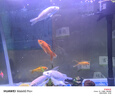 中國紅冷水淡水觀(guān)賞魚(yú)錦鯉魚(yú)活魚(yú)金魚(yú)小型好養紅鯉魚(yú)純種小錦鯉 10-12cm長(cháng)黑白黃紅各一條 曬單實(shí)拍圖