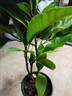 白蘭花盆栽玉蘭花樹(shù)苗帶花苞黃蘭室內庭院濃香型花卉植物 精品白蘭 四年苗 曬單實(shí)拍圖