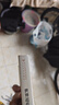  斑馬牌（ZEBRA）子彈頭按動中性筆0.5mm 真好系列藍(lán)筆 學(xué)生刷題筆記寫字筆 辦公用簽字筆 C-JJ3 黑紅藍(lán) 曬單實拍圖
