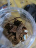 阿品溫州湖嶺牛肉干香辣味250g辦公休閑零食小吃手撕牛肉片 曬單實(shí)拍圖