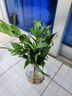 驅(qū)蚊竹柏水培植物大棵室內(nèi)水養(yǎng)綠植花卉盆栽辦公室桌面驅(qū)蚊草好養(yǎng) 精選竹柏10棵+透明鉆石瓶+肥+石 曬單實拍圖