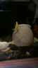 瘋狂水草魚(yú)缸造景裝飾躲避屋裝飾擺件迷你鸚鵡魚(yú)小魚(yú)繁殖屋陶罐魚(yú)窩 螺紋罐 曬單實(shí)拍圖