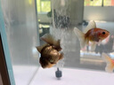 錦鯉亞甲基藍爛尾爛身爛鰭白點水霉病觀賞金魚缸消毒殺菌用護理液 一瓶裝 曬單實拍圖