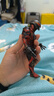 萬(wàn)代（BANDAI） SHF 奧特曼 手辦模型玩具 15cm SHF 貝利亞彩透 曬單實(shí)拍圖