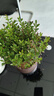 八芽 小葉赤楠盆景擺件室內(nèi)綠植花卉盆栽老樁客廳辦公室桌面好養(yǎng)植物 （【熱銷款】舍得紫砂盆赤楠+苔蘚+底座） 曬單實(shí)拍圖