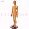 卓越科人體針灸模型經(jīng)絡(luò )穴位中醫全身十二經(jīng)絡(luò )銅人扎針練習小皮人數字定位穴位模特圖 曬單實(shí)拍圖
